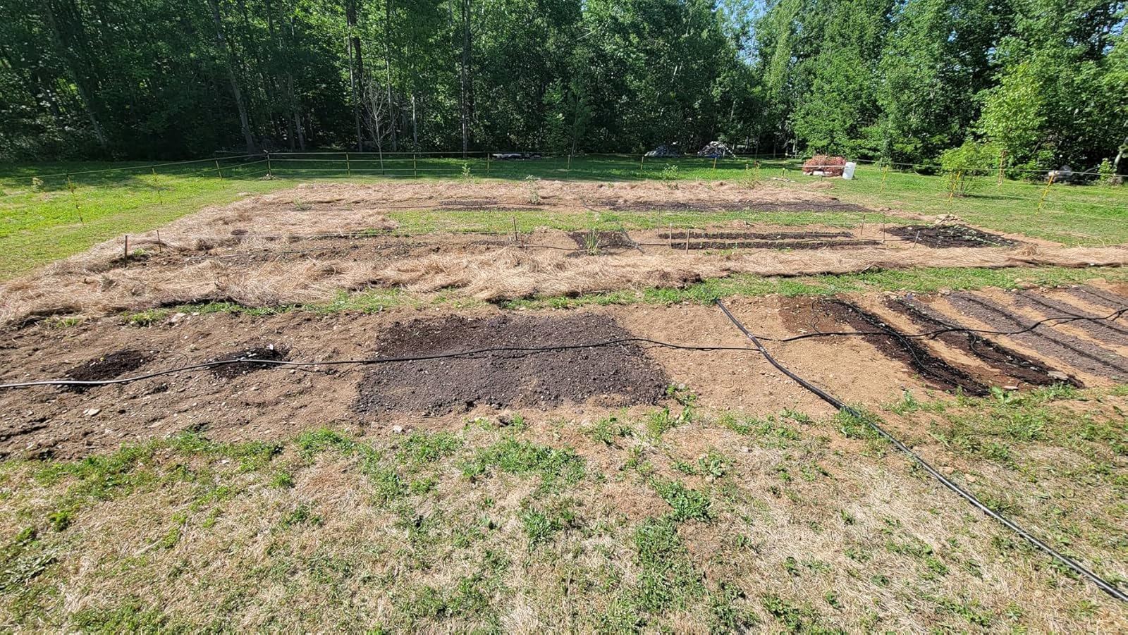 Customer Story: How Metal Garden Stakes Saved My Backyard Chickens from Predators